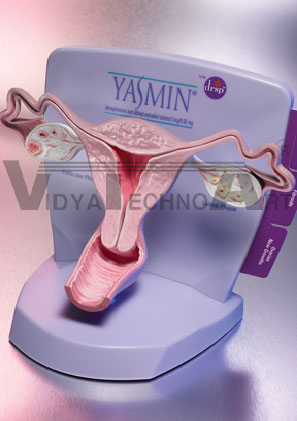 Uterus Model